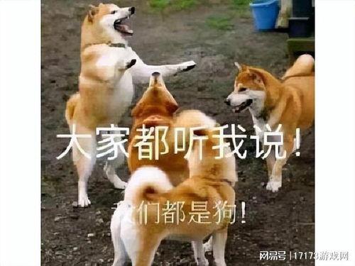 草台班子表情包,笑料横生的网络文化现象