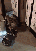 搞笑走路的gif,GIF动图带你领略欢乐瞬间